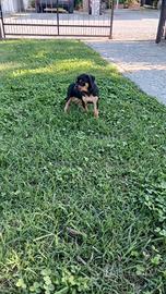 Cuccioli coccoloni