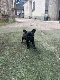 Bulldog francese