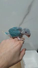 Parrocchetto dal collare