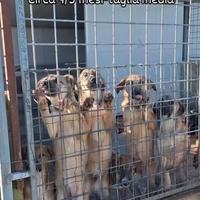 Cuccioli in adozione