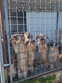 Cuccioli in adozione