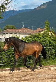 Cavallo lusitano per frisone