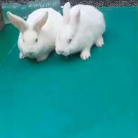 Coniglio Maschio Nuova Zelanda in Purezza