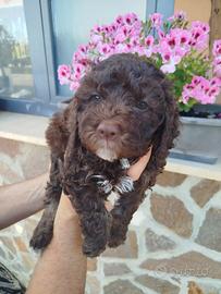 Lagotto Romagnolo da Tartufo