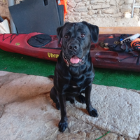 Maschio per accoppiamento