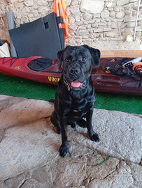 Maschio per accoppiamento