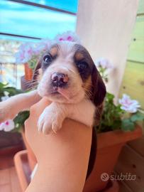 Cuccioli di beagle
