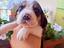 Immagine 1