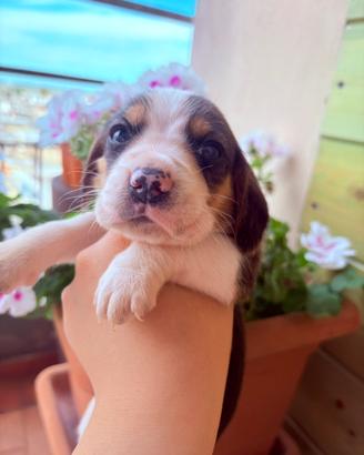Cuccioli di beagle