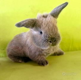 Coniglietti nani ariete