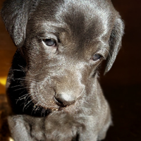 Weimaraner mix