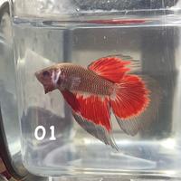 Betta splendens Delta/Super Delta - linee Halfmoon