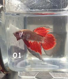 Betta splendens Delta/Super Delta - linee Halfmoon