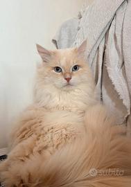 SIBERIANO gatto per monta accoppiamento