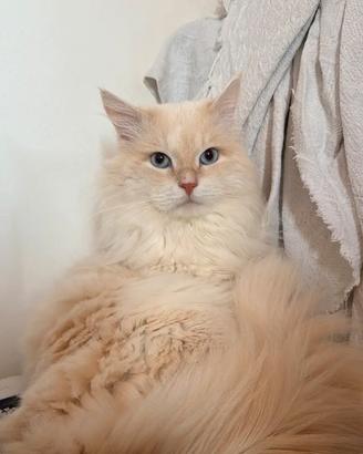 SIBERIANO gatto per monta accoppiamento