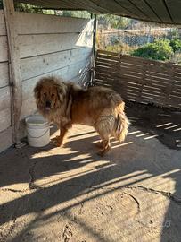 Mastino Tibetano disponibile per monta