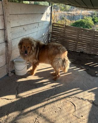 Mastino Tibetano disponibile per monta