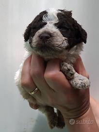 Cuccioli lagotto romagnolo