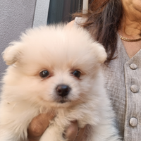 Bobby Pomerania nano