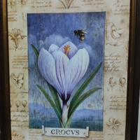 Quadro con Crocus 20x26