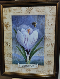 Quadro con Crocus 20x26