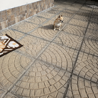 Chihuahua femmina