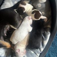 Cuccioli di chihuahua