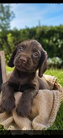 Cucciola di Cocker Spaniel