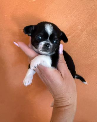 Maschietti chihuahua