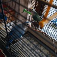 Coppia di Inseparabili maschi