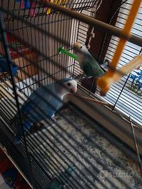 Coppia di Inseparabili maschi