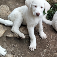 Pastore maremmano abruzzese