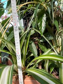 Begonia perenne