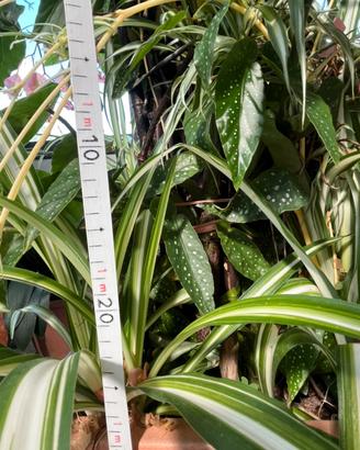 Begonia perenne