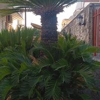 Cycas 