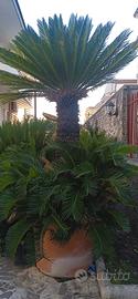 Cycas 