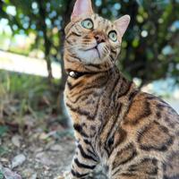 Gatto bengala con pedigree, microchip, sterilized