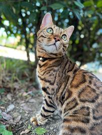 Gatto bengala con pedigree, microchip, sterilized