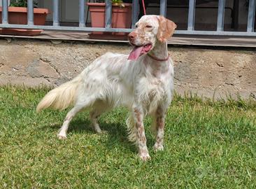 Setter inglese