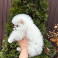 Spitz di Pomerania Mini
