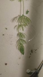 ceratophyllum