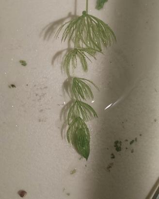 ceratophyllum