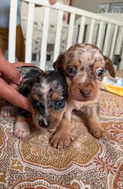 Cani di pincer alterchino