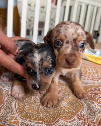 Cani di pincer alterchino