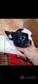 Bouledogue francese bulldog
