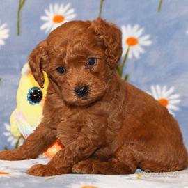 Cuccioli di barboncini toy maschi femmine