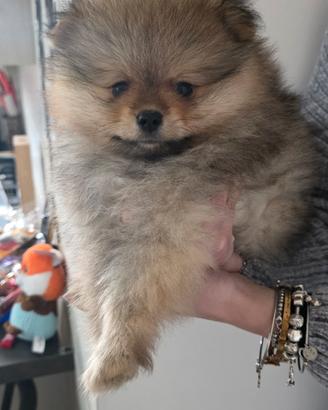 Pomerania spitz tedesco nano