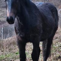 Puledra 2 anni