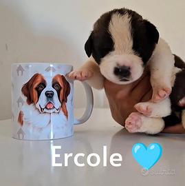 Cuccioli San Bernardo