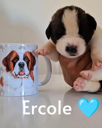 Cuccioli San Bernardo